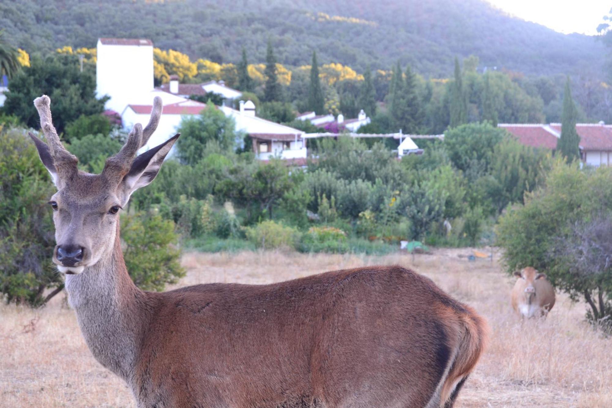 Las Navezuelas Cazalla de la Sierra Εξωτερικό φωτογραφία