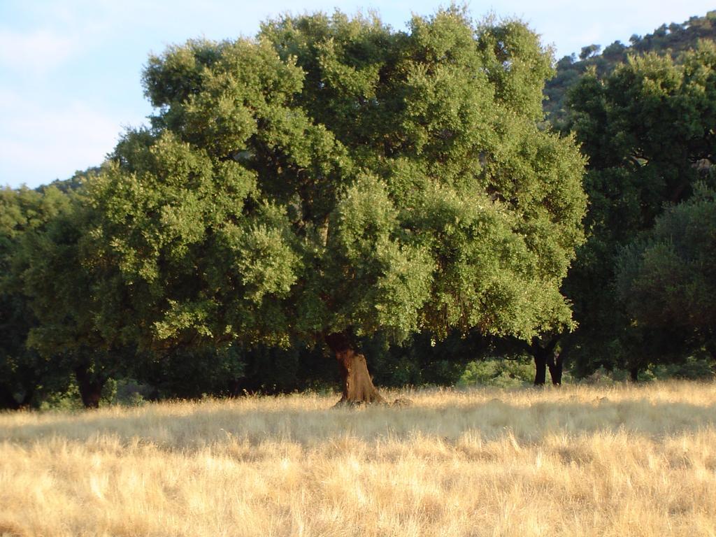 Las Navezuelas Cazalla de la Sierra Εξωτερικό φωτογραφία